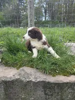 Knick-Knack , a male Australian Shepherd for sale in Greentown, PA – 5 of 10