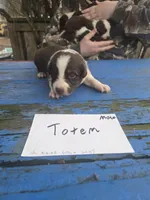 Totem , a male Australian Shepherd for sale in Greentown, PA – Photo 3 of 9