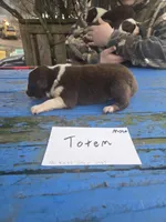 Totem , a male Australian Shepherd for sale in Greentown, PA – Photo 6 of 9