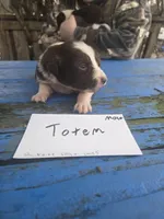 Totem , a male Australian Shepherd for sale in Greentown, PA – Photo 2 of 9