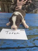 Totem , a male Australian Shepherd for sale in Greentown, PA – Photo 8 of 9