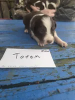 Totem , a male Australian Shepherd for sale in Greentown, PA – Photo 9 of 9