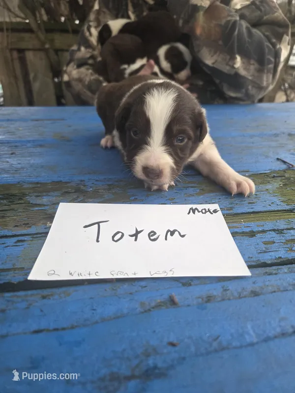Totem  – Australian Shepherd puppy for sale in Greentown, PA