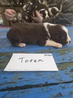 Totem , a male Australian Shepherd for sale in Greentown, PA – Photo 7 of 9