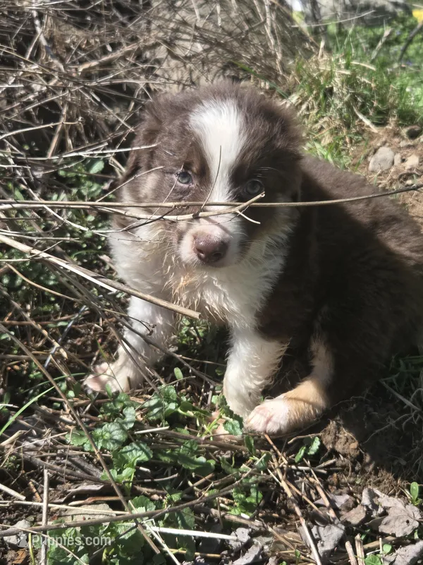 Totem  – Australian Shepherd puppy for sale in Greentown, PA