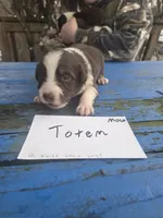 Totem , a male Australian Shepherd for sale in Greentown, PA – Photo 4 of 9