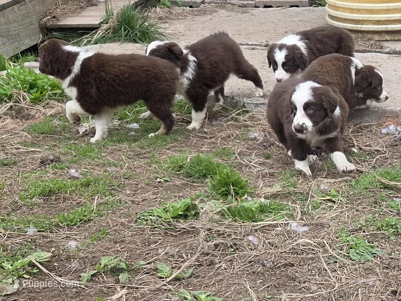 Totem  – Australian Shepherd puppy for sale in Greentown, PA