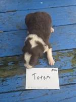 Totem , a male Australian Shepherd for sale in Greentown, PA – Photo 5 of 9
