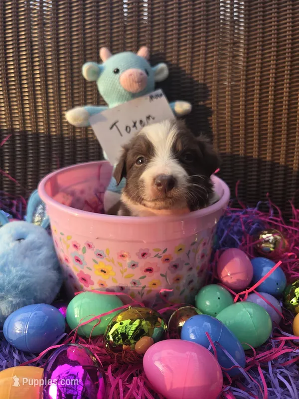 Totem  – Australian Shepherd puppy for sale in Greentown, PA