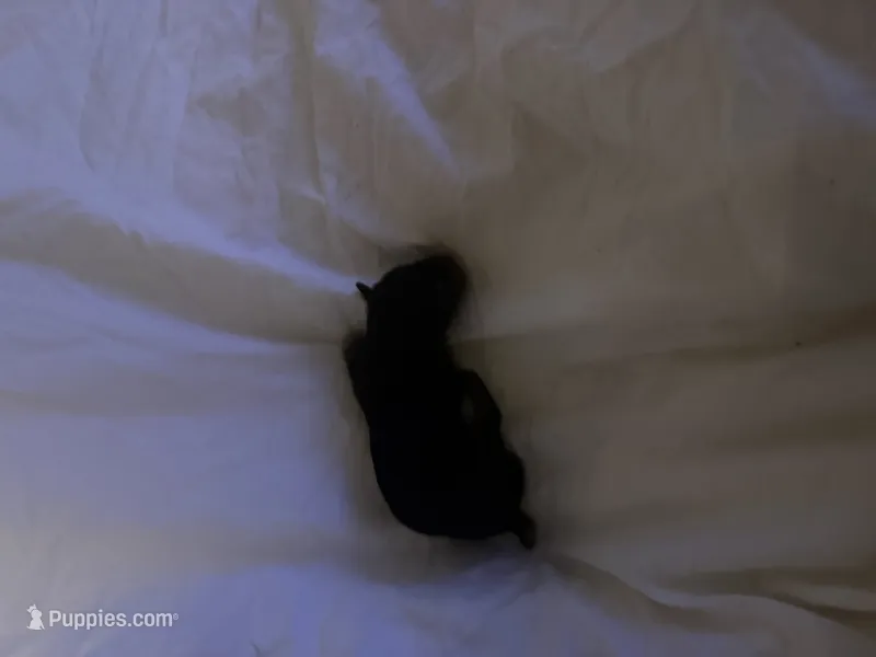 AKC YORKIES  – Yorkshire Terrier puppy for sale in Sandy Hook, CT
