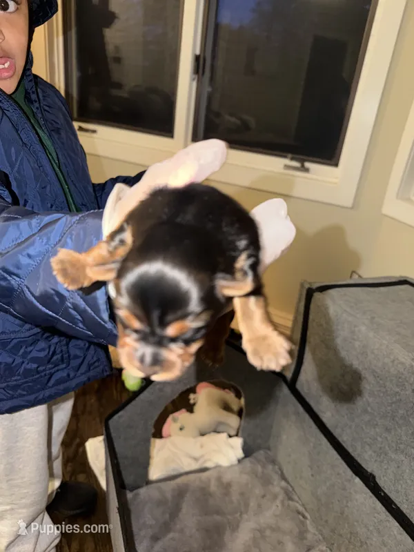 AKC YORKIES  – Yorkshire Terrier puppy for sale in Sandy Hook, CT