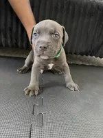 Sj, a male American Bully and American Pit Bull Terrier for sale in Leland, NC – 2 of 2