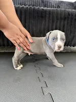 Bluey , a male American Bully and American Pit Bull Terrier for sale in Leland, NC – 3 of 3