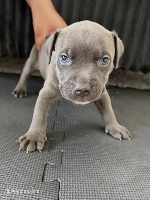 Sj – American Bully, American Pit Bull Terrier puppy for sale in Leland, NC