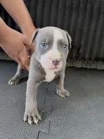 Kyle , a male American Bully and American Pit Bull Terrier for sale in Leland, NC – 2 of 2