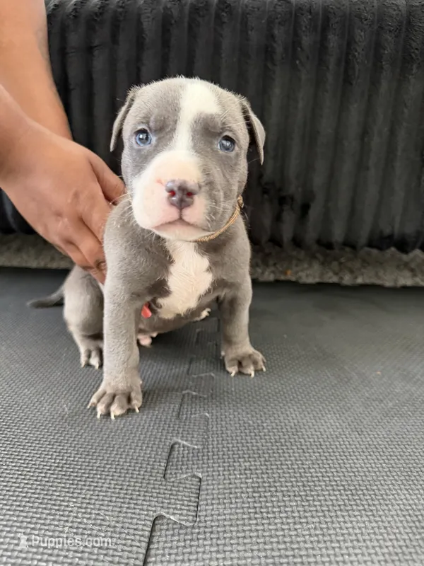 Kyle  – American Bully, American Pit Bull Terrier puppy for sale in Leland, NC