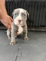 Kyle , a male American Bully and American Pit Bull Terrier for sale in Leland, NC – 1 of 2