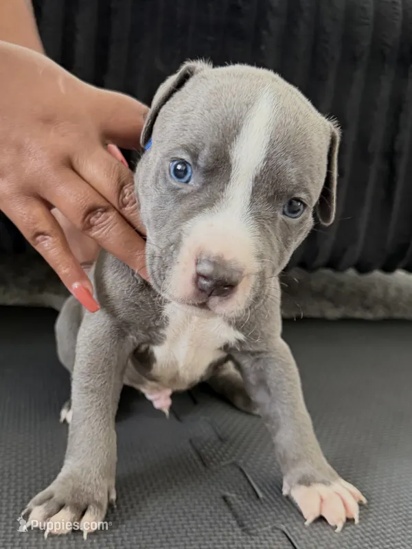 Bluey  – American Bully, American Pit Bull Terrier puppy for sale in Leland, NC