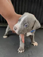 Bluey , a male American Bully and American Pit Bull Terrier for sale in Leland, NC – 2 of 3