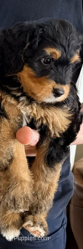 Peach – Miniature Bernedoodle puppy for sale in Greenville, SC