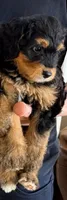 Peach, a female Miniature Bernedoodle for sale in Greenville, SC – 1 of 5