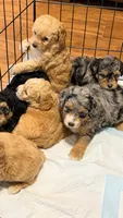 Peach, a female Miniature Aussiedoodle for sale in Greenville, SC – 2 of 3