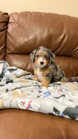Smokey, a male Miniature Aussiedoodle for sale in Greenville, SC – 2 of 4