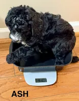 Ash, a male Miniature Bernedoodle for sale in Greenville, SC – 2 of 6