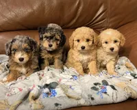 Tim, a male Miniature Aussiedoodle for sale in Greenville, SC – 2 of 6