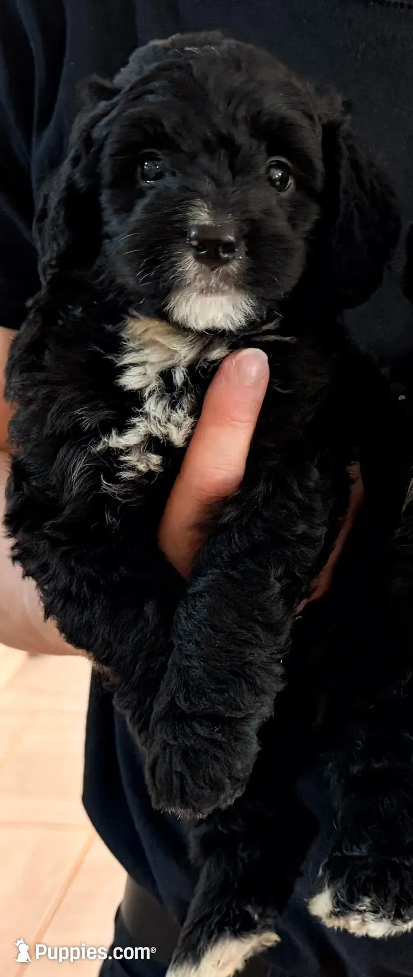 Onyx, a male Miniature Bernedoodle for sale in Greenville, SC – 4 of 6