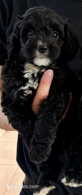 Brad – Miniature Bernedoodle puppy for sale in Greenville, SC