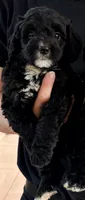 Brad, a male Miniature Bernedoodle for sale in Greenville, SC – 1 of 5