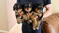 Cookie, a female Miniature Bernedoodle for sale in Greenville, SC – 2 of 5