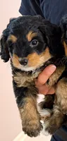 Mia, a female Miniature Bernedoodle for sale in Greenville, SC – 1 of 5