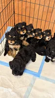 Cookie, a female Miniature Bernedoodle for sale in Greenville, SC – 3 of 5
