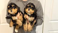 Snow, a female Miniature Bernedoodle for sale in Greenville, SC – 3 of 5