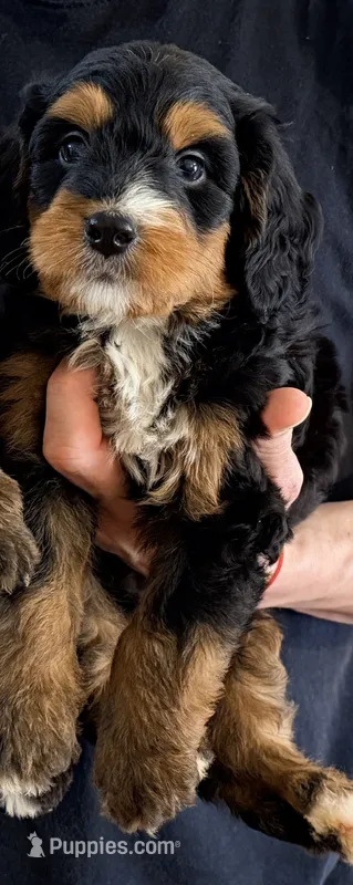 Sunny – Miniature Bernedoodle puppy for sale in Greenville, SC