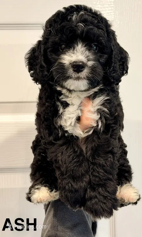 Ash – Miniature Bernedoodle puppy for sale in Greenville, SC