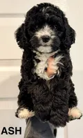 Ash, a male Miniature Bernedoodle for sale in Greenville, SC – 1 of 6