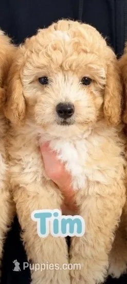 Tim – Miniature Aussiedoodle puppy for sale in Greenville, SC