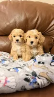 Peach, a female Miniature Aussiedoodle for sale in Greenville, SC – 3 of 3