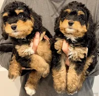 Aspen, a female Miniature Bernedoodle for sale in Greenville, SC – 3 of 5