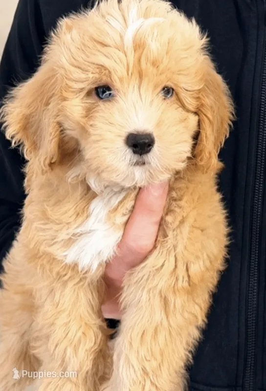 Sunny – Miniature Aussiedoodle puppy for sale in Greenville, SC
