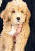Sunny, a male Miniature Aussiedoodle for sale in Greenville, SC – 1 of 4