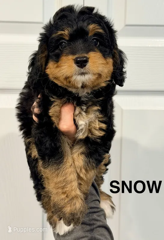Snow – Miniature Bernedoodle puppy for sale in Greenville, SC