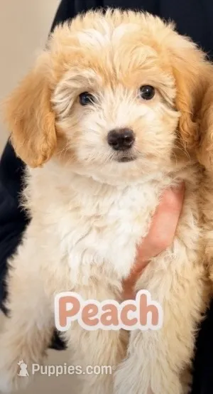 Peach – Miniature Aussiedoodle puppy for sale in Greenville, SC
