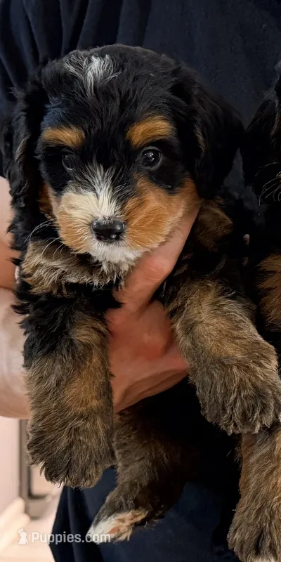 Teddy – Miniature Bernedoodle puppy for sale in Greenville, SC