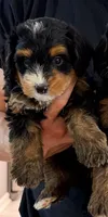 Teddy, a male Miniature Bernedoodle for sale in Greenville, SC – 1 of 5