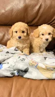 Tim, a male Miniature Aussiedoodle for sale in Greenville, SC – 4 of 6