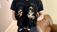 Teddy, a male Miniature Bernedoodle for sale in Greenville, SC – 4 of 5